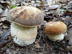 Klikni pro velký obrázek