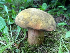 Klikni pro velký obrázek