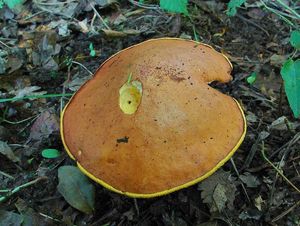 Klikni pro velký obrázek