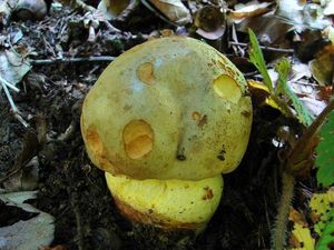 Klikni pro velký obrázek