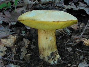 Klikni pro velký obrázek