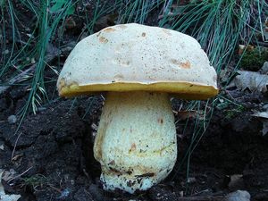 Klikni pro velký obrázek