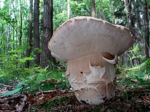 Klikni pro velký obrázek