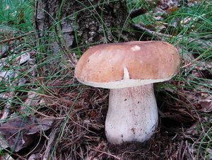 Klikni pro velký obrázek