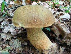 Klikni pro velký obrázek