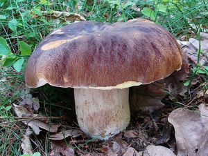 Klikni pro velký obrázek