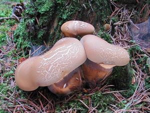 Klikni pro velký obrázek