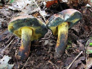 Klikni pro velký obrázek