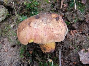 Klikni pro velký obrázek