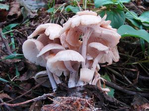 Klikni pro velký obrázek