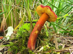 Klikni pro velký obrázek