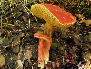 Klikni pro velký obrázek