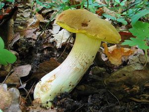 Klikni pro velký obrázek