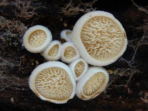 Klikni pro velký obrázek