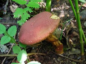 Klikni pro velký obrázek