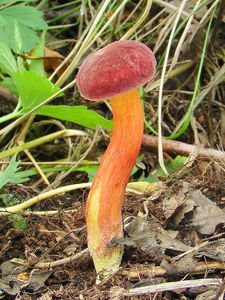 Klikni pro velký obrázek