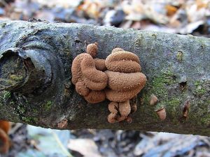 Klikni pro velký obrázek