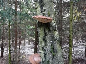 Klikni pro velký obrázek