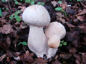 Klikni pro velký obrázek