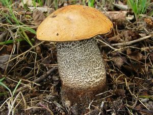 Klikni pro velký obrázek