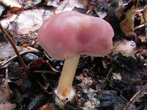 Klikni pro velký obrázek