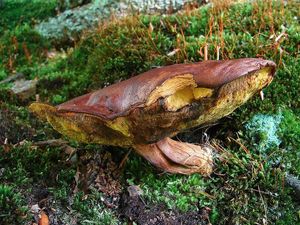 Klikni pro velký obrázek