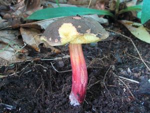 Klikni pro velký obrázek