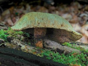 Klikni pro velký obrázek