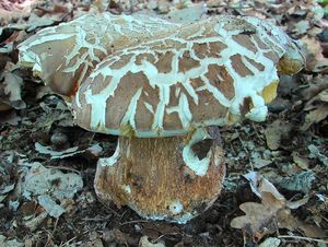 Klikni pro velký obrázek