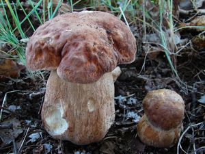 Klikni pro velký obrázek