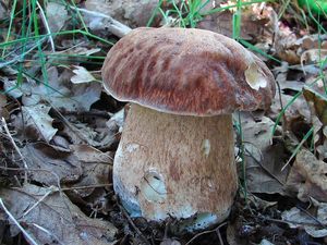 Klikni pro velký obrázek