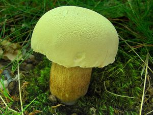 Klikni pro velký obrázek