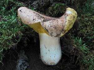 Klikni pro velký obrázek