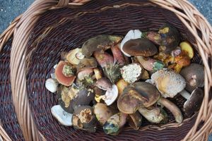 Klikni pro velký obrázek