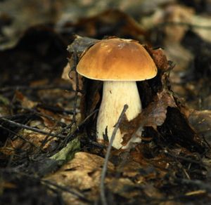 Klikni pro velký obrázek