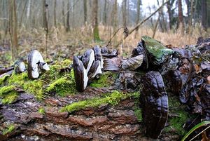 Klikni pro velký obrázek