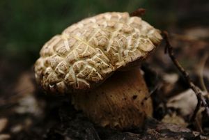 Klikni pro velký obrázek