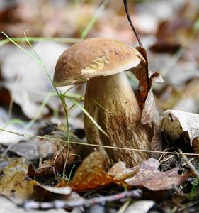 Klikni pro velký obrázek