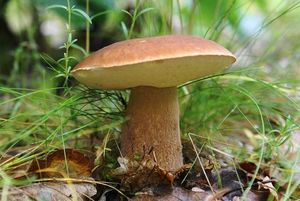 Klikni pro velký obrázek