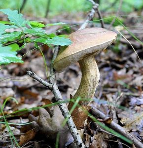 Klikni pro velký obrázek