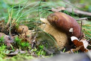 Klikni pro velký obrázek