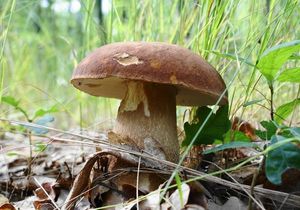 Klikni pro velký obrázek