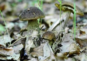 Klikni pro velký obrázek