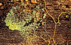 Klikni pro velký obrázek