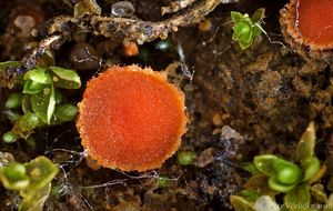 Klikni pro velký obrázek