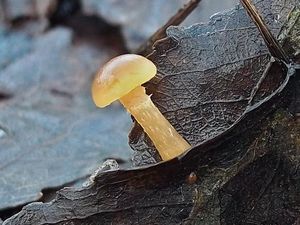 Klikni pro velký obrázek