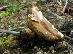 Klikni pro velký obrázek