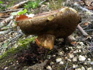 Klikni pro velký obrázek