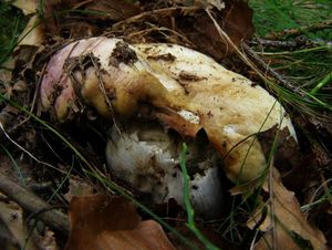 Klikni pro velký obrázek