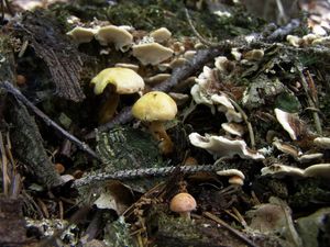 Klikni pro velký obrázek